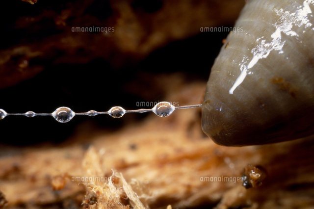 ミミズ フトミミズ科 の粘液 の写真素材 イラスト素材 アマナイメージズ