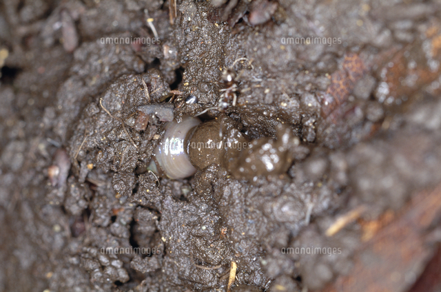 ふんを排泄するミミズ フトミミズ科 の写真素材 イラスト素材 アマナイメージズ