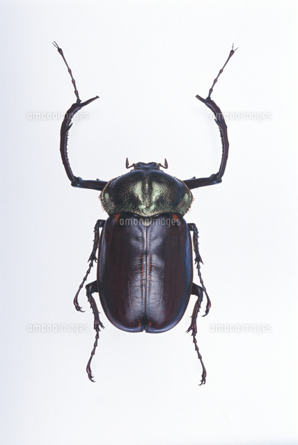 ヤンバルテナガコガネのオス（最初に発見された個体）[32191000030]の