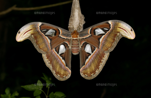 ヨナグニサンのメス[32191000093]の写真・イラスト素材｜アマナイメージズ