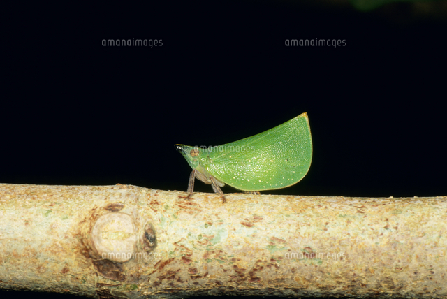 ヤエヤマエボシハゴロモ[32191000177]の写真・イラスト素材｜アマナ
