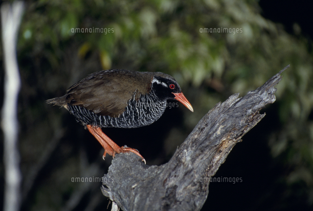 夜間 樹上で休むヤンバルクイナ の写真素材 イラスト素材 アマナイメージズ