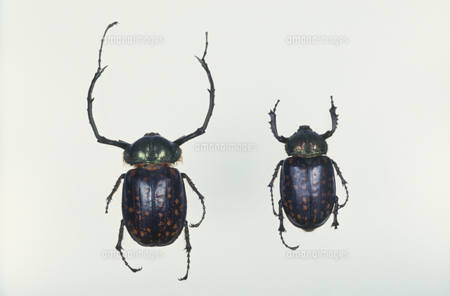 タイワンテナガコガネのオス（左）とメス（右）[32191000606]の写真