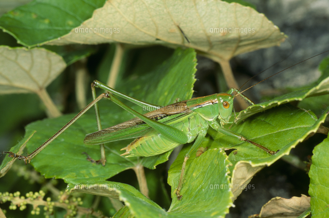 オキナワ リュウキュウ キリギリスのオス 成虫 の写真素材 イラスト素材 アマナイメージズ