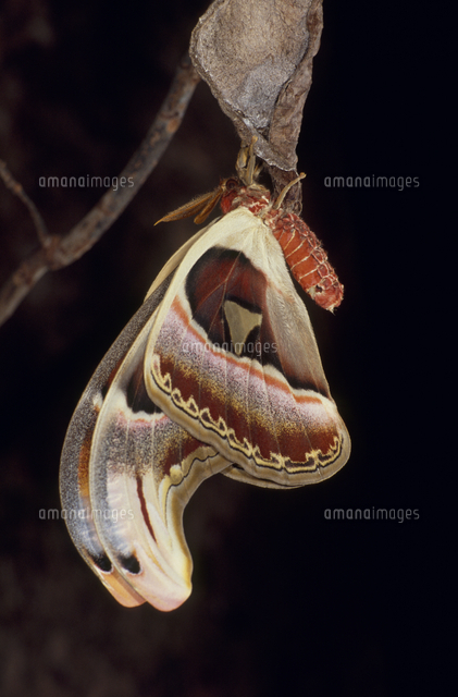 ヨナグニサン 蛾 人気 標本 ヨナグニサン蛾標本☆タイ産☆ 224mm 大型