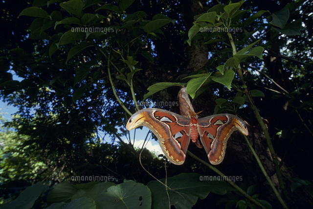 ヨナグニサン 交尾ペア 手前がメス[32191000734]の写真・イラスト素材