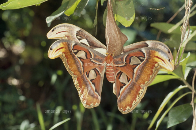 ヨナグニサンのオス 羽化 9-9[32191000726]の写真・イラスト素材