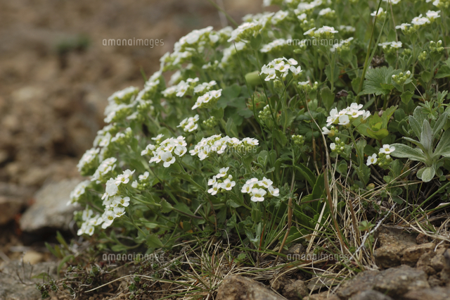 エゾイヌナズナ 花期5月上旬から6月下旬 の写真素材 イラスト素材 アマナイメージズ