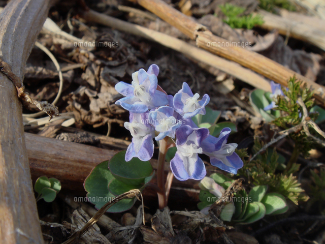 エゾエンゴサク 通称雨降り花 山菜としても食される の写真素材 イラスト素材 アマナイメージズ