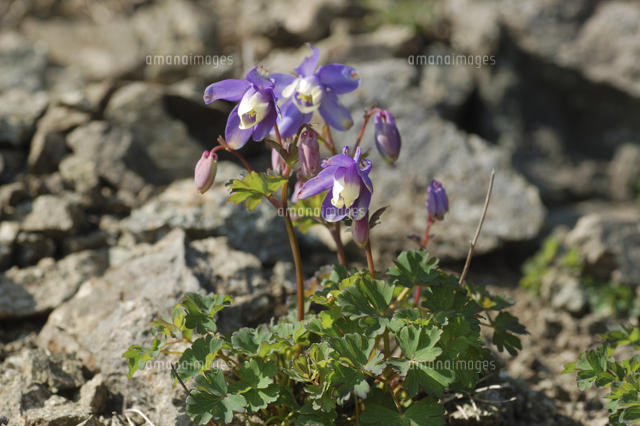 ミヤマオダマキ 礼文島では海岸から咲く 花期5月下旬から6月 の写真素材 イラスト素材 アマナイメージズ