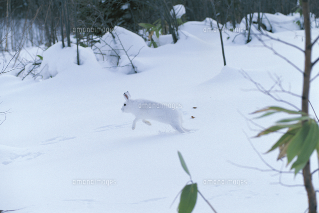 雪原で跳ねるエゾユキウサギ 冬毛 の写真素材 イラスト素材 アマナイメージズ