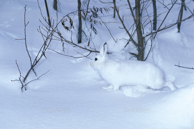 雪ウサギ 43 エゾユキウサギ | Kyushu University Forests