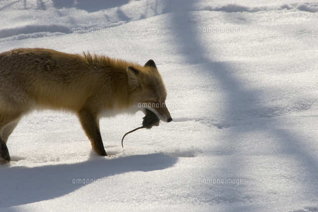 ネズミを食べるキタキツネの成獣 の写真素材 イラスト素材 アマナイメージズ