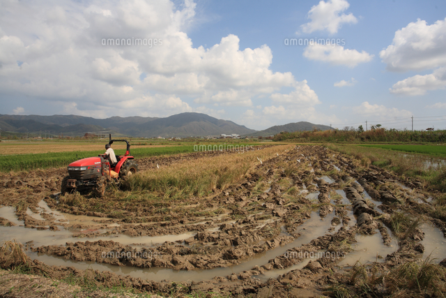 台風１３号の被害 無念の稲穂を耕す の写真素材 イラスト素材 アマナイメージズ