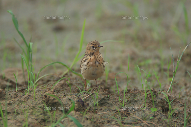 タヒバリ 夏羽 の写真素材 イラスト素材 アマナイメージズ