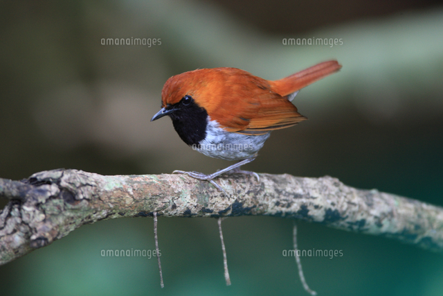 ホントウアカヒゲ オス[32197000380]の写真・イラスト素材｜アマナ