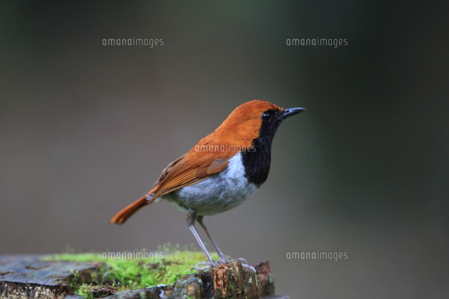 ホントウアカヒゲ オス[32197000380]の写真・イラスト素材｜アマナ