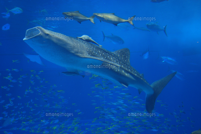 ジンベエザメ ジンベイザメ の写真素材 イラスト素材 アマナイメージズ