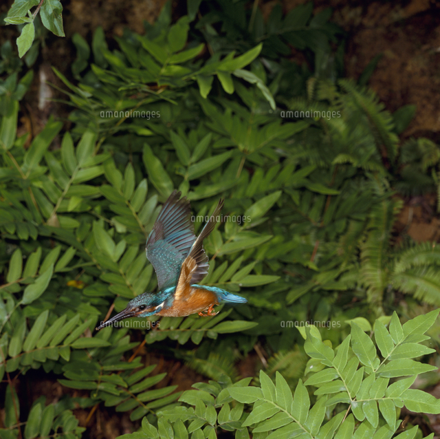 カワセミ 飛ぶ の写真素材 イラスト素材 アマナイメージズ