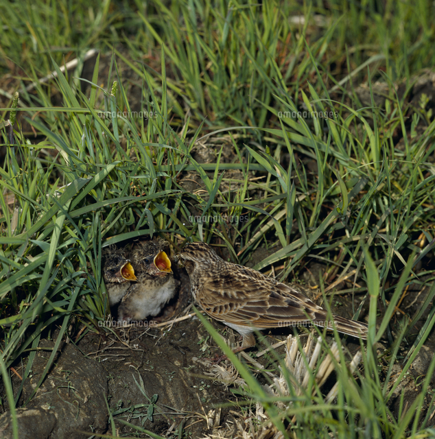 ヒバリの親子 の写真素材 イラスト素材 アマナイメージズ