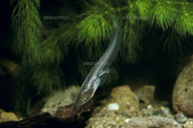 アフリカツメガエルのオタマジャクシ の写真素材 イラスト素材 アマナイメージズ