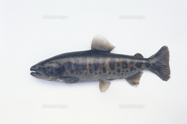 ヤマメの婚姻色 体長25.8cm[32198000137]の写真・イラスト素材｜アマナ