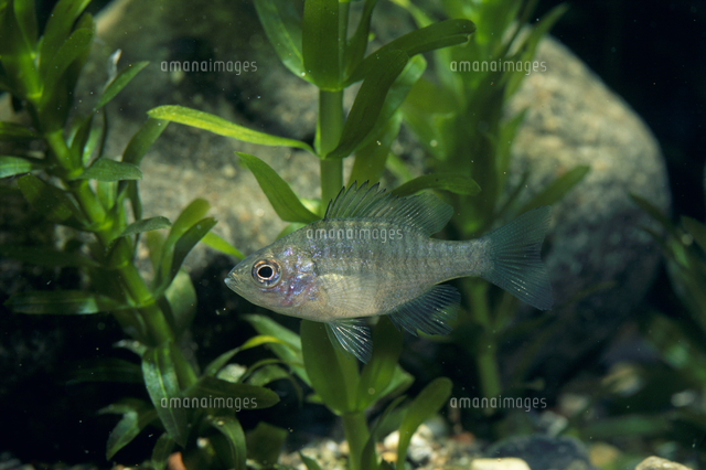ブルーギルの幼魚 の写真素材 イラスト素材 アマナイメージズ