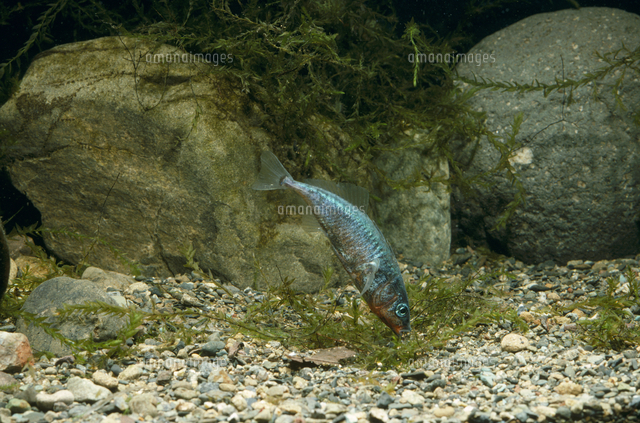 イトヨの巣作り[32198000342]の写真素材・イラスト素材｜アマナイメージズ