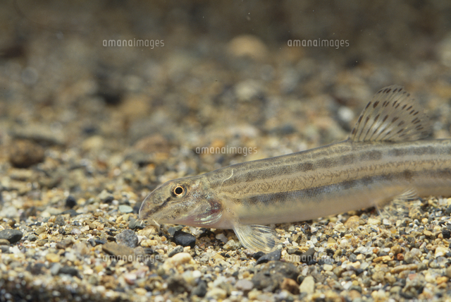 アリアケスジシマドジョウ[32198000370]の写真素材・イラスト素材｜アマナイメージズ