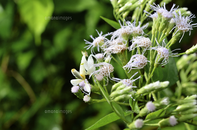 ハナカマキリの中齢幼虫[32199000178]の写真・イラスト素材｜アマナ