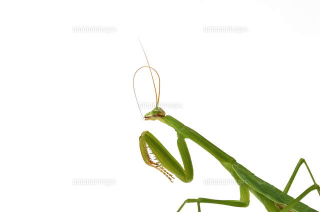 触角をクリーニングするオオカマキリ の写真素材 イラスト素材 アマナイメージズ