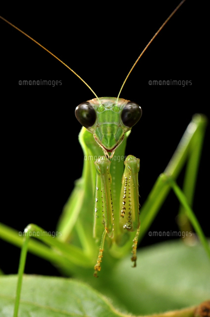 オオカマキリの顔[32199000211]の写真・イラスト素材｜アマナイメージズ