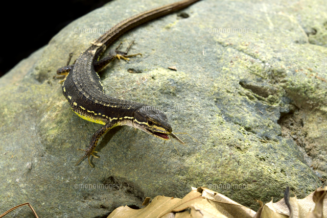 ニホンカナヘビに捕食されるオオカマキリの１齢幼虫 の写真素材 イラスト素材 アマナイメージズ