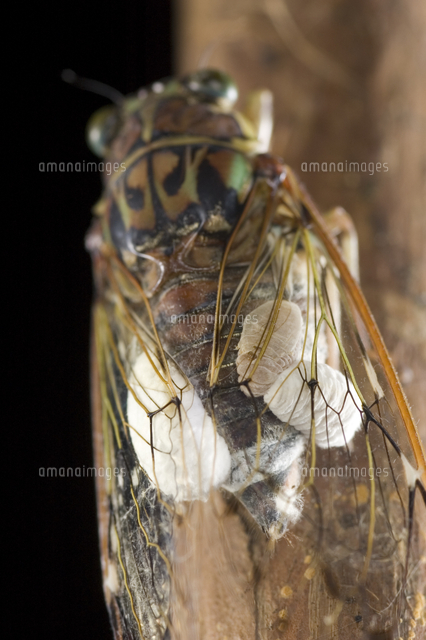 ヒグラシに寄生したセミヤドリガの幼虫[32202000103]の写真・イラスト