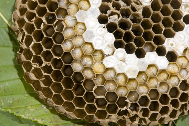 スズメバチの巣 シダクロスズメバチ スガレ追い（シダクロスズメバチ女王巣盤