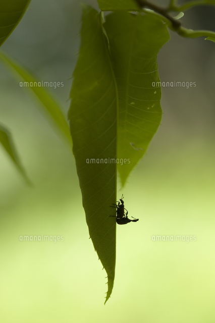 オトシブミ シルエット の写真素材 イラスト素材 アマナイメージズ