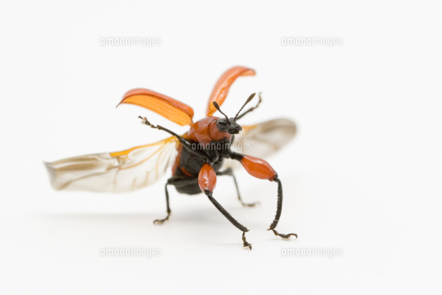 飛び立つルイスアシナガオトシブミのオス[32202000210]の写真