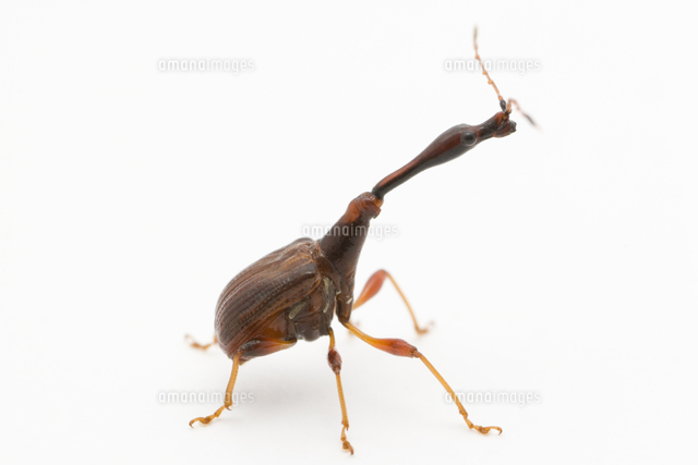 ヒゲナガオトシブミのオス[32202000211]の写真・イラスト素材｜アマナ