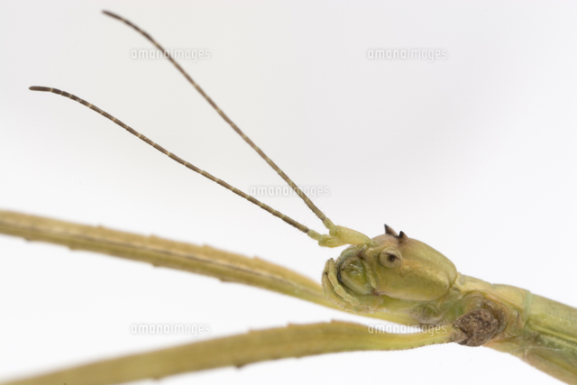 ナナフシモドキ ナナフシ の頭部 の写真素材 イラスト素材 アマナイメージズ