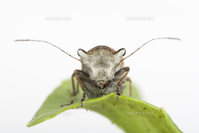 エゴヒゲナガゾウムシ（オス）の正面顔[32202000233]の写真・イラスト