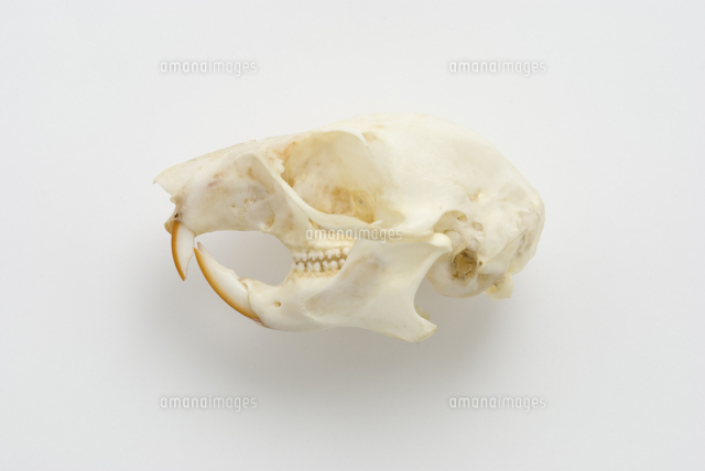 ニホンリスの頭骨標本 32202000256 の写真素材 イラスト素材 アマナイメージズ