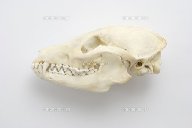 ホンドタヌキの頭骨標本[32202000263]の写真・イラスト素材｜アマナ