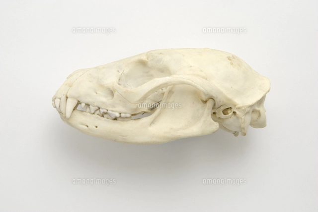 ジビエ　スカルと毛皮　ハクビシン① 頭骨標本　　食猟師謹製 ジビエ スカルと毛皮 ハクビシン① 頭骨標本 食猟師謹製