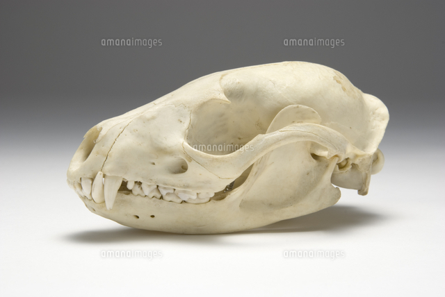 ジビエ　スカルと毛皮　ハクビシン① 頭骨標本　　食猟師謹製 ジビエ スカルと毛皮 ハクビシン① 頭骨標本 食猟師謹製