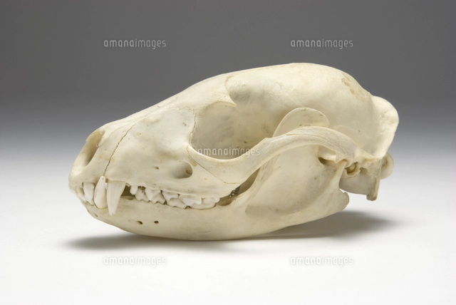 ハクビシンの頭骨標本[32202000264]の写真・イラスト素材｜アマナ