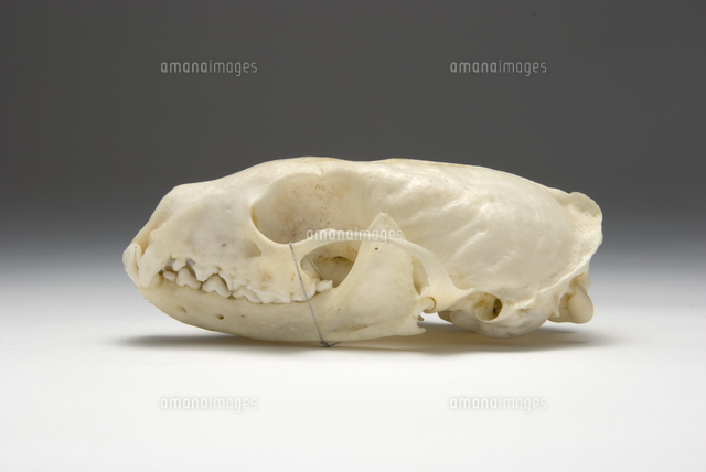 テンの仲間 頭骨[32202000284]の写真・イラスト素材｜アマナイメージズ