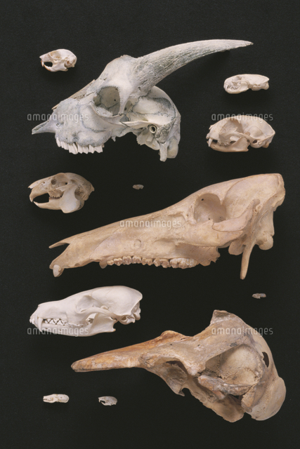 いろいろな哺乳類の頭骨 の写真素材 イラスト素材 アマナイメージズ
