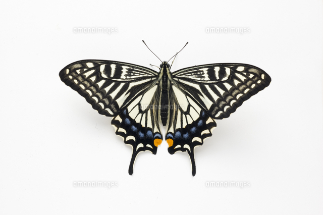 アゲハ ナミアゲハ 春型 の写真素材 イラスト素材 アマナイメージズ