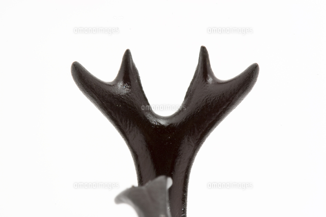 カブトムシのオスの角 の写真素材 イラスト素材 アマナイメージズ