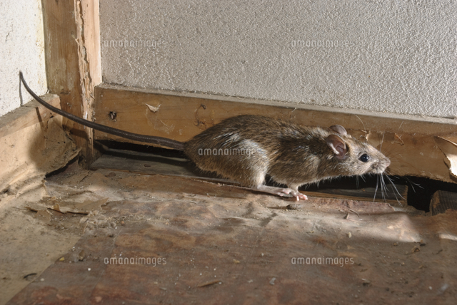民家の屋根裏に住むクマネズミ の写真素材 イラスト素材 アマナイメージズ